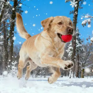 A Labrador Retriever is running in the snow